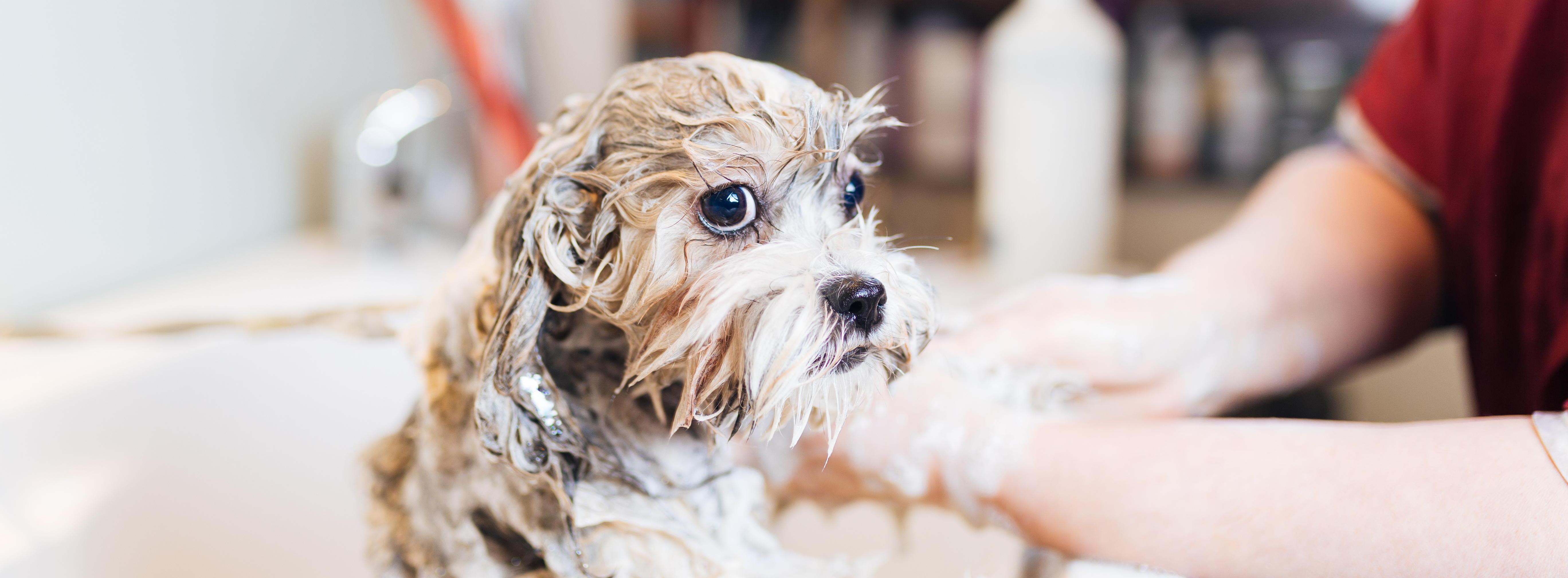 hansgrohe DogShower - Products from the Inno-Lab hansgrohe DogShower - Products from the Inno-Lab