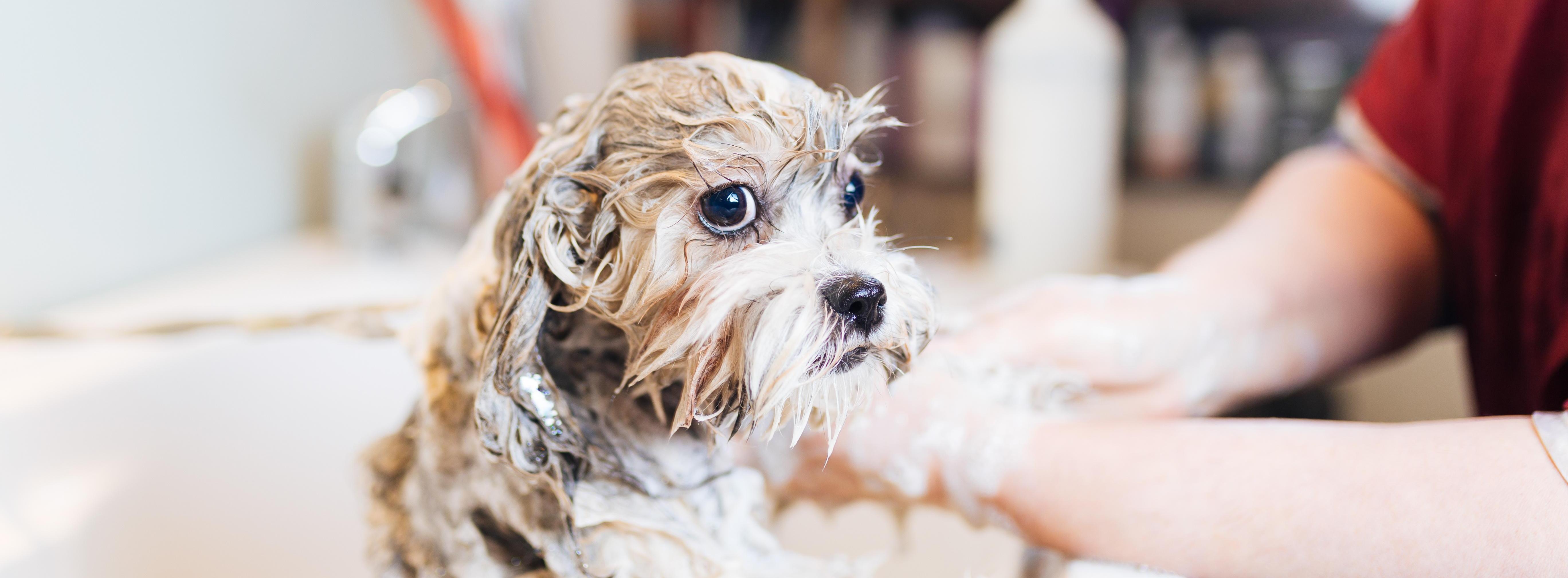 hansgrohe DogShower - Products from the Inno-Lab